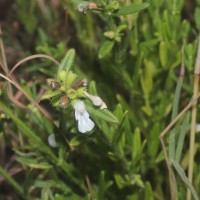 Leucas diffusa Benth.